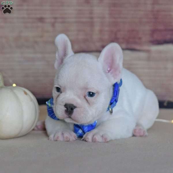 Wilbur, French Bulldog Puppy